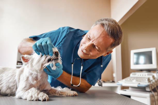 Best Emergency Care for Gum Disease in Zelienople, PA